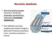 Neuronai. Organizmo valdymas ir koordinacija 10 puslapis