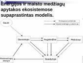 Mitybos grandinės ir tinklai (skaidrės) 3 puslapis