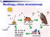 Mitybos grandinės ir tinklai (skaidrės) 4 puslapis