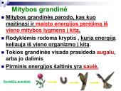 Mitybos grandinės ir tinklai (skaidrės) 5 puslapis