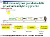 Mitybos grandinės ir tinklai (skaidrės) 6 puslapis