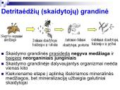Mitybos grandinės ir tinklai (skaidrės) 8 puslapis