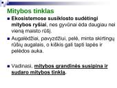 Mitybos grandinės ir tinklai (skaidrės) 9 puslapis
