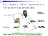 Mitybos grandinės ir tinklai (skaidrės) 10 puslapis