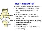 Sinapsė 11 puslapis