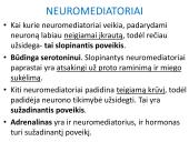 Sinapsė 12 puslapis