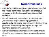 Sinapsė 14 puslapis