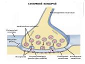 Sinapsė 19 puslapis