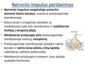 Sinapsė 20 puslapis