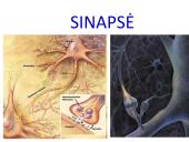 Sinapsė 4 puslapis