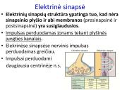 Sinapsė 10 puslapis