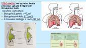Žmogaus kvėpavimo sistema (skaidrės) 16 puslapis