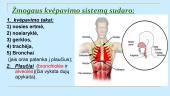 Žmogaus kvėpavimo sistema (skaidrės) 4 puslapis