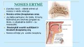 Žmogaus kvėpavimo sistema (skaidrės) 7 puslapis