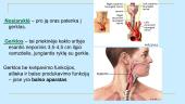 Žmogaus kvėpavimo sistema (skaidrės) 8 puslapis