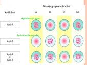 Kraujo donorystė (skaidrės) 10 puslapis