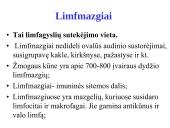 Limfinė sistema (skaidrės) 12 puslapis