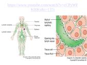 Limfinė sistema (skaidrės) 13 puslapis