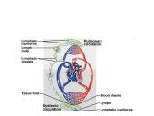 Limfinė sistema (skaidrės) 14 puslapis