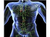 Limfinė sistema (skaidrės) 4 puslapis