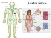 Limfinė sistema (skaidrės) 5 puslapis