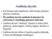 Limfinė sistema (skaidrės) 8 puslapis