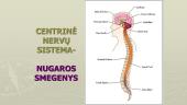 Periferinė nervų sistema, nugaros smegenys 11 puslapis