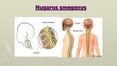 Periferinė nervų sistema, nugaros smegenys 12 puslapis