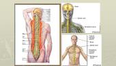 Periferinė nervų sistema, nugaros smegenys 13 puslapis