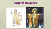 Periferinė nervų sistema, nugaros smegenys 14 puslapis