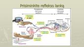 Periferinė nervų sistema, nugaros smegenys 20 puslapis