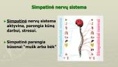 Periferinė nervų sistema, nugaros smegenys 6 puslapis