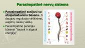 Periferinė nervų sistema, nugaros smegenys 7 puslapis