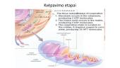Energijos virsmai ląstelėje ir  organizme (kvėpavimas ir  fotosintezė)    6 puslapis