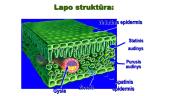 Energijos virsmai ląstelėje ir  organizme (kvėpavimas ir  fotosintezė)    10 puslapis