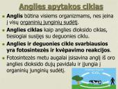 Anglies ir deguonies apytaka biosferoje (skaidrės) 2 puslapis