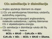 Anglies ir deguonies apytaka biosferoje (skaidrės) 3 puslapis