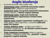 Anglies ir deguonies apytaka biosferoje (skaidrės) 5 puslapis