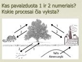 Anglies ir deguonies apytaka biosferoje (skaidrės) 6 puslapis