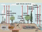 Anglies ir deguonies apytaka biosferoje (skaidrės) 7 puslapis