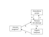Azoto apytaka biosferoje. Skaidrės 14 puslapis