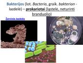 Bakterijos, virusai, ligos 12 puslapis
