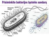 Bakterijos, virusai, ligos 13 puslapis