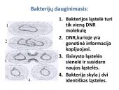 Bakterijos, virusai, ligos 14 puslapis