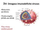 Bakterijos, virusai, ligos 6 puslapis
