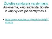 Medžiagų pernaša lapais 11 puslapis