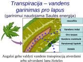 Medžiagų pernaša lapais 13 puslapis