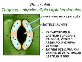 Medžiagų pernaša lapais 14 puslapis