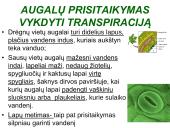 Medžiagų pernaša lapais 15 puslapis