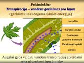 Medžiagų pernaša lapais 20 puslapis